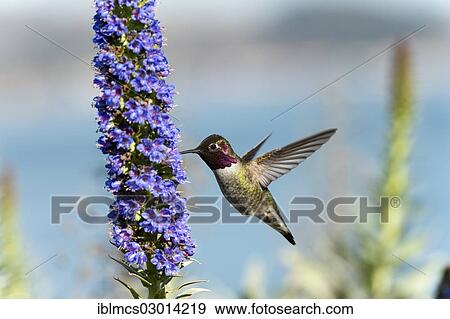 "Anna's Hummingbird (Calypte anna) hovering at flower, Fort Point National Historic Site, San Francisco, California, United States, North America" View Large Photo Image Stock Photo - "Anna's Hummingbird (Calypte anna) hovering at flower, Fort Point National Historic Site, San Francisco, California, United States, North America". Fotosearch