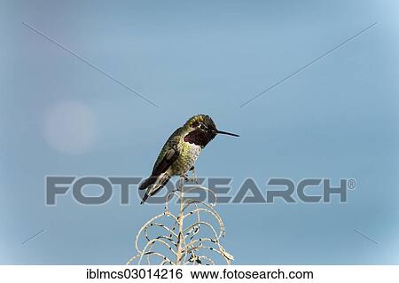 "Anna's Hummingbird (Calypte anna), Fort Point National Historic Site, San Francisco, California, United States, North America" View Large Photo Image Stock Photograph - "Anna's Hummingbird (Calypte anna), Fort Point National Historic Site, San Francisco, California, United States, North America". Fotosearch