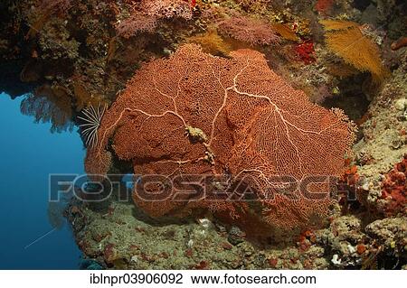 "Annella Gorgonia, Sea Fan or Coral Fan (Annella reticulata) growing under an overhang of a coral reef, Lhaviyani Atoll, Indian Ocean, Maldives, Asia" View Large Photo Image Stock Image - "Annella Gorgonia, Sea Fan or Coral Fan (Annella reticulata) growing under an overhang of a coral reef, Lhaviyani Atoll, Indian Ocean, Maldives, Asia". Fotosearch