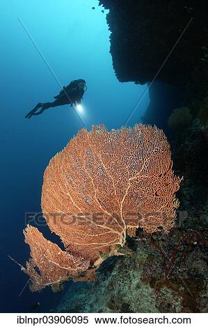 "Annella Gorgonia, Sea Fan or Coral Fan (Annella reticulata) growing under an overhang of a coral reef, scuba diver at the back, Lhaviyani Atoll, Indian Ocean, Maldives, Asia" View Large Photo Image Stock Photography - "Annella Gorgonia, Sea Fan or Coral Fan (Annella reticulata) growing under an overhang of a coral reef, scuba diver at the back, Lhaviyani Atoll, Indian Ocean, Maldives, Asia". Fotosearch