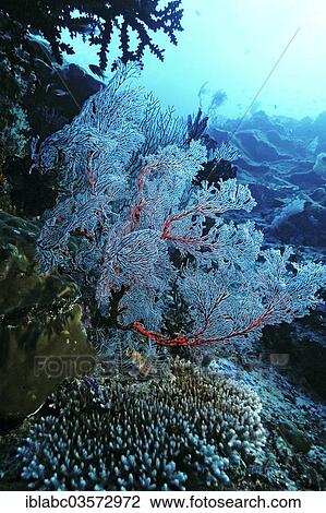 "Annella mollis soft coral (Annella mollis), Raja Ampat, West Papua, Indonesia, Asia" View Large Photo Image Stock Image - "Annella mollis soft coral (Annella mollis), Raja Ampat, West Papua, Indonesia, Asia". Fotosearch