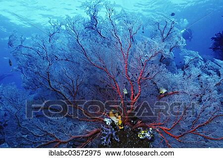 "Annella mollis soft coral (Annella mollis) and sea squirts (Ascidiacea, Ascidiae), Raja Ampat, West Papua, Indonesia, Asia" View Large Photo Image Stock Photography - "Annella mollis soft coral (Annella mollis) and sea squirts (Ascidiacea, Ascidiae), Raja Ampat, West Papua, Indonesia, Asia". Fotosearch