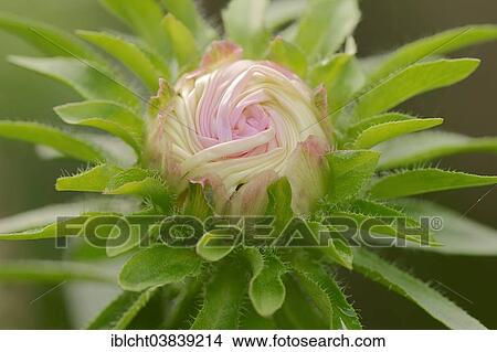 "Annual Aster (Callistephus chinensis, Aster chinensis), flower bud, Germany, Europe" View Large Photo Image Picture - "Annual Aster (Callistephus chinensis, Aster chinensis), flower bud, Germany, Europe". Fotosearch