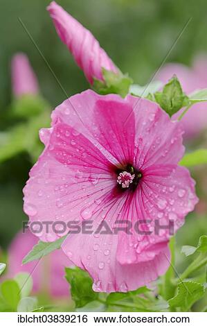 Stock Photograph - "Annual Mallow (Lavatera trimestris, Althaea trimestris), blossom, Germany, Europe". Fotosearch