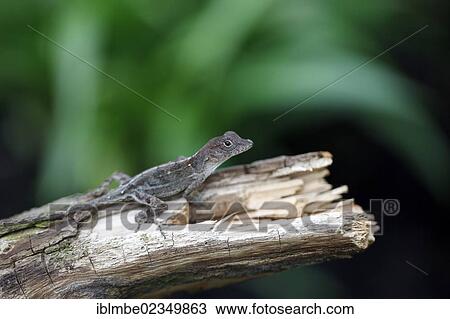 Stock Image - "Anolis (Anolis) lizard, Botanical Garden, Berlin, Germany, Europe". Fotosearch