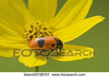 "Ant Bag Beetle or Short-horned Leaf Beetle (Clytra laeviuscula), Burgenland, Austria, Europe" View Large Photo Image Stock Image - "Ant Bag Beetle or Short-horned Leaf Beetle (Clytra laeviuscula), Burgenland, Austria, Europe". Fotosearch