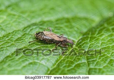 "Ant Damsel Bug (Himacerus mirmicoides), Hesse, Germany, Europe" View Large Photo Image Stock Photo - "Ant Damsel Bug (Himacerus mirmicoides), Hesse, Germany, Europe". Fotosearch
