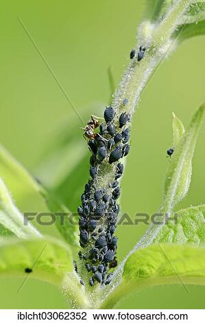 Stock Image - "Ant (Formica sp. ) and aphids (Aphis sp. ), North Rhine-Westphalia, Germany, Europe". Fotosearch