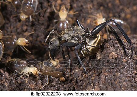 "Ant (Formicidae sp. ), adult, preying on termites, Los Amigos Biological Station, Madre de Dios, Amazonia, Peru, South America" View Large Photo Image Stock Photo - "Ant (Formicidae sp. ), adult, preying on termites, Los Amigos Biological Station, Madre de Dios, Amazonia, Peru, South America". Fotosearch