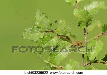 Stock Image - "Antarctic Beech (Nothofagus antarctica), branch with leaves, occurrence in Argentina and Chile, North Rhine-Westphalia, Germany, Europe". Fotosearch