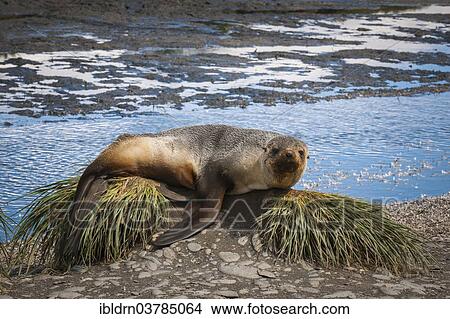 "Antarctic Fur Seal (Arctocephalus gazella) resting on tussock grass, Salisbury Plain, South Georgia and the South Sandwich Islands, United Kingdom, Antarctica" View Large Photo Image Picture - "Antarctic Fur Seal (Arctocephalus gazella) resting on tussock grass, Salisbury Plain, South Georgia and the South Sandwich Islands, United Kingdom, Antarctica". Fotosearch