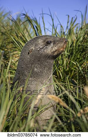 "Antarctic Fur Seal (Arctocephalus gazella) in high tussock grass, Salisbury Plain, South Georgia and the South Sandwich Islands, United Kingdom, Antarctica" View Large Photo Image Picture - "Antarctic Fur Seal (Arctocephalus gazella) in high tussock grass, Salisbury Plain, South Georgia and the South Sandwich Islands, United Kingdom, Antarctica". Fotosearch