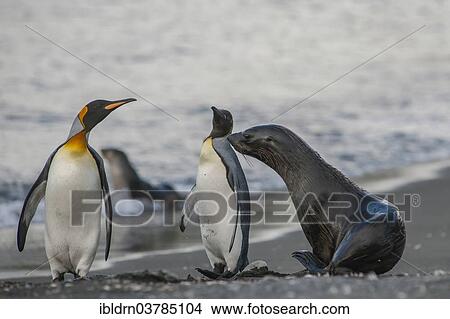 "Antarctic Fur Seal (Arctocephalus gazella) on the beach with King Penguins (Aptenodytes patagonicus), Salisbury Plain, South Georgia and the South Sandwich Islands, United Kingdom, Antarctica" View Large Photo Image Picture - "Antarctic Fur Seal (Arctocephalus gazella) on the beach with King Penguins (Aptenodytes patagonicus), Salisbury Plain, South Georgia and the South Sandwich Islands, United Kingdom, Antarctica". Fotosearch