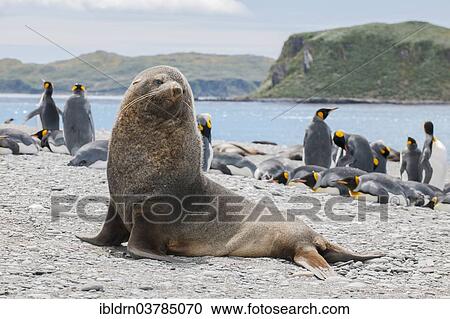 "Antarctic Fur Seal (Arctocephalus gazella) bull on the beach, Salisbury Plain, South Georgia and the South Sandwich Islands, United Kingdom, Antarctica" View Large Photo Image Stock Image - "Antarctic Fur Seal (Arctocephalus gazella) bull on the beach, Salisbury Plain, South Georgia and the South Sandwich Islands, United Kingdom, Antarctica". Fotosearch