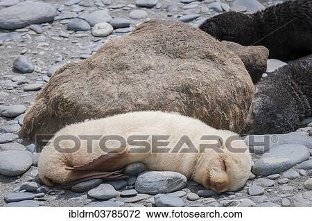 "Antarctic Fur Seal (Arctocephalus gazella) pup with a light-colored coat, albino, Salisbury Plain, South Georgia and the South Sandwich Islands, United Kingdom, Antarctica" View Large Photo Image Stock Image - "Antarctic Fur Seal (Arctocephalus gazella) pup with a light-colored coat, albino, Salisbury Plain, South Georgia and the South Sandwich Islands, United Kingdom, Antarctica". Fotosearch