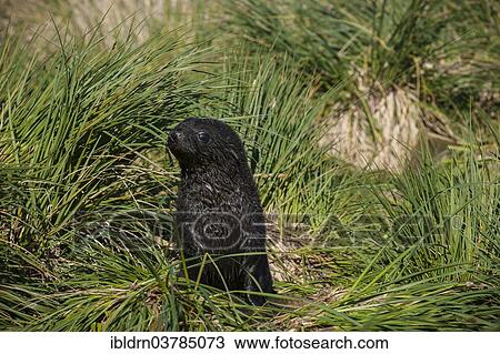 "Antarctic Fur Seal (Arctocephalus gazella), pup in high tussock grass, Salisbury Plain, South Georgia and the South Sandwich Islands, United Kingdom, Antarctica" View Large Photo Image Stock Image - "Antarctic Fur Seal (Arctocephalus gazella), pup in high tussock grass, Salisbury Plain, South Georgia and the South Sandwich Islands, United Kingdom, Antarctica". Fotosearch