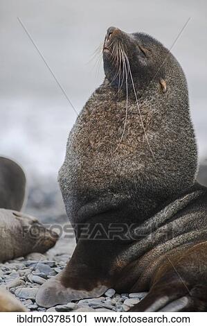 "Antarctic Fur Seal (Arctocephalus gazella), alert bull, Salisbury Plain, South Georgia and the South Sandwich Islands, United Kingdom, Antarctica" View Large Photo Image Stock Image - "Antarctic Fur Seal (Arctocephalus gazella), alert bull, Salisbury Plain, South Georgia and the South Sandwich Islands, United Kingdom, Antarctica". Fotosearch