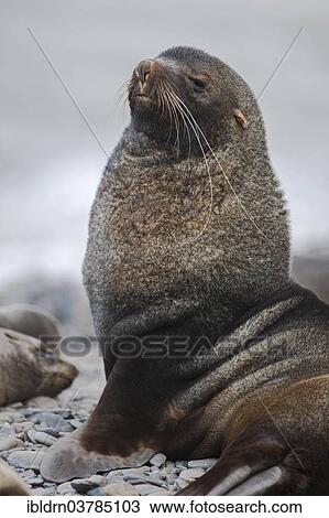 "Antarctic Fur Seal (Arctocephalus gazella), alert bull, Salisbury Plain, South Georgia and the South Sandwich Islands, United Kingdom, Antarctica" View Large Photo Image Stock Image - "Antarctic Fur Seal (Arctocephalus gazella), alert bull, Salisbury Plain, South Georgia and the South Sandwich Islands, United Kingdom, Antarctica". Fotosearch