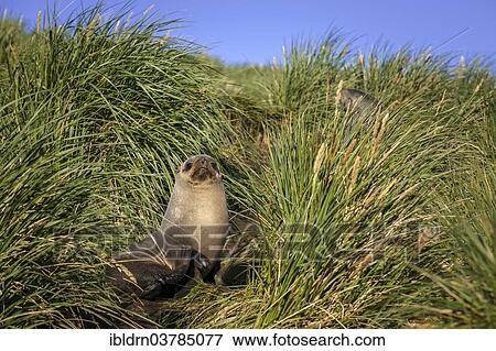 "Antarctic Fur Seal (Arctocephalus gazella) in high tussock grass, Salisbury Plain, South Georgia and the South Sandwich Islands, United Kingdom, Antarctica" View Large Photo Image Stock Photo - "Antarctic Fur Seal (Arctocephalus gazella) in high tussock grass, Salisbury Plain, South Georgia and the South Sandwich Islands, United Kingdom, Antarctica". Fotosearch