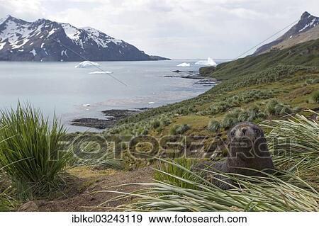 Stock Photo - "Antarctic Fur Seal (Arctocephalus gazella), young, in tussock grass, Fortuna Bay, South Georgia and the South Sandwich Islands, United Kingdom, Antarctica". Fotosearch