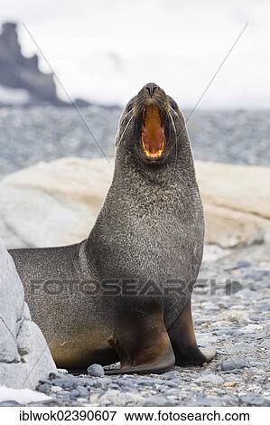 "Antarctic Fur Seal (Arctocephalus gazella), Half Moon Island, South Shetland Islands, Antarctica" View Large Photo Image Stock Photo - "Antarctic Fur Seal (Arctocephalus gazella), Half Moon Island, South Shetland Islands, Antarctica". Fotosearch