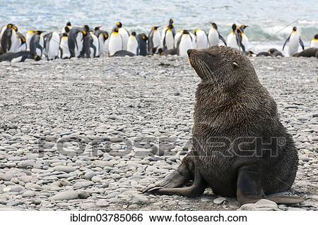 "Antarctic Fur Seal (Arctocephalus gazella), bull on the beach, Salisbury Plain, South Georgia and the South Sandwich Islands, United Kingdom, Antarctica" View Large Photo Image Stock Photograph - "Antarctic Fur Seal (Arctocephalus gazella), bull on the beach, Salisbury Plain, South Georgia and the South Sandwich Islands, United Kingdom, Antarctica". Fotosearch