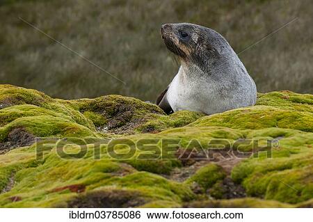 "Antarctic Fur Seal (Arctocephalus gazella), Salisbury Plain, South Georgia and the South Sandwich Islands, United Kingdom, Antarctica" View Large Photo Image Stock Photograph - "Antarctic Fur Seal (Arctocephalus gazella), Salisbury Plain, South Georgia and the South Sandwich Islands, United Kingdom, Antarctica". Fotosearch