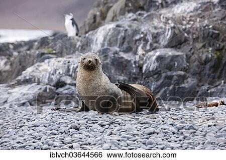 "Antarctic fur seal (Arctocephalus gazella), Gentoo penguin (Pygoscelis papua) at the back, Antarctic Peninsula, Antarctica" View Large Photo Image Stock Photograph - "Antarctic fur seal (Arctocephalus gazella), Gentoo penguin (Pygoscelis papua) at the back, Antarctic Peninsula, Antarctica". Fotosearch