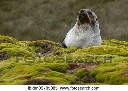 "Antarctic Fur Seal (Arctocephalus gazella), Salisbury Plain, South Georgia and the South Sandwich Islands, United Kingdom, Antarctica" View Large Photo Image Stock Photography - "Antarctic Fur Seal (Arctocephalus gazella), Salisbury Plain, South Georgia and the South Sandwich Islands, United Kingdom, Antarctica". Fotosearch