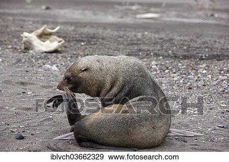 "Antarctic Fur Seal (Arctoephalus gazella) scratching with fin, Antarctica" View Large Photo Image Stock Photo - "Antarctic Fur Seal (Arctoephalus gazella) scratching with fin, Antarctica". Fotosearch