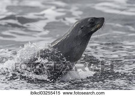 "Antarctic Fur Seal or Southern Fur Seal (Arctocephalus gazella), leaving the sea, surrounded by spray, Baily Head, Deception Island, South Shetland Islands, Antarctic Peninsula, Antarctica" View Large Photo Image Stock Photography - "Antarctic Fur Seal or Southern Fur Seal (Arctocephalus gazella), leaving the sea, surrounded by spray, Baily Head, Deception Island, South Shetland Islands, Antarctic Peninsula, Antarctica". Fotosearch