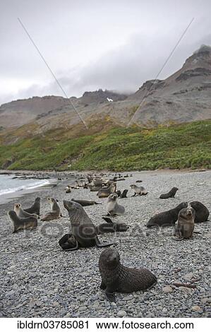 "Antarctic Fur Seals (Arctocephalus gazella), bull with his harem on the beach, Salisbury Plain, South Georgia and the South Sandwich Islands, United Kingdom, Antarctica" View Large Photo Image Stock Image - "Antarctic Fur Seals (Arctocephalus gazella), bull with his harem on the beach, Salisbury Plain, South Georgia and the South Sandwich Islands, United Kingdom, Antarctica". Fotosearch