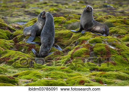 "Antarctic Fur Seals (Arctocephalus gazella), fighting for a site, Salisbury Plain, South Georgia and the South Sandwich Islands, United Kingdom, Antarctica" View Large Photo Image Stock Image - "Antarctic Fur Seals (Arctocephalus gazella), fighting for a site, Salisbury Plain, South Georgia and the South Sandwich Islands, United Kingdom, Antarctica". Fotosearch