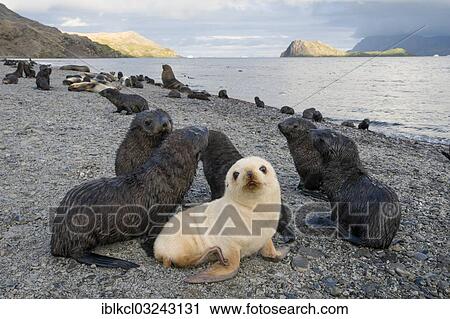 "Antarctic Fur Seals (Arctocephalus gazella), pubs, one leucistic pup with other brown, normal coloured pups, Stromness Harbour, Stromness Bay, South Georgia and the South Sandwich Islands, United Kingdom, Antarctica" View Large Photo Image Stock Image - "Antarctic Fur Seals (Arctocephalus gazella), pubs, one leucistic pup with other brown, normal coloured pups, Stromness Harbour, Stromness Bay, South Georgia and the South Sandwich Islands, United Kingdom, Antarctica". Fotosearch
