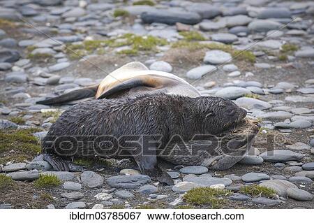 "Antarctic Fur Seals (Arctocephalus gazella), pup playing with its mother, Salisbury Plain, South Georgia and the South Sandwich Islands, United Kingdom, Antarctica" View Large Photo Image Stock Photo - "Antarctic Fur Seals (Arctocephalus gazella), pup playing with its mother, Salisbury Plain, South Georgia and the South Sandwich Islands, United Kingdom, Antarctica". Fotosearch