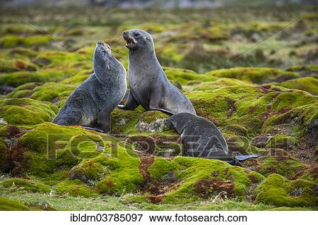 "Antarctic Fur Seals (Arctocephalus gazella) fighting for a site, Salisbury Plain, South Georgia and the South Sandwich Islands, United Kingdom, Antarctica" View Large Photo Image Stock Photo - "Antarctic Fur Seals (Arctocephalus gazella) fighting for a site, Salisbury Plain, South Georgia and the South Sandwich Islands, United Kingdom, Antarctica". Fotosearch