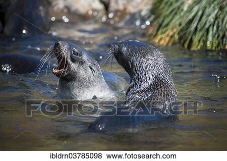 "Antarctic Fur Seals (Arctocephalus gazella) in playful battle, Salisbury Plain, South Georgia and the South Sandwich Islands, United Kingdom, Antarctica" View Large Photo Image Stock Photo - "Antarctic Fur Seals (Arctocephalus gazella) in playful battle, Salisbury Plain, South Georgia and the South Sandwich Islands, United Kingdom, Antarctica". Fotosearch