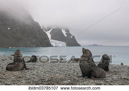 "Antarctic Fur Seals (Arctocephalus gazella), a group of bulls on a beach at the Argentine Base Orcadas research station, South Orkney Islands" View Large Photo Image Stock Photo - "Antarctic Fur Seals (Arctocephalus gazella), a group of bulls on a beach at the Argentine Base Orcadas research station, South Orkney Islands". Fotosearch
