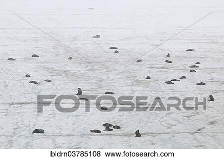 "Antarctic Fur Seals (Arctocephalus gazella), a group of bulls on a glacier near the Argentine Base Orcadas research station, South Orkney Islands" View Large Photo Image Stock Photo - "Antarctic Fur Seals (Arctocephalus gazella), a group of bulls on a glacier near the Argentine Base Orcadas research station, South Orkney Islands". Fotosearch