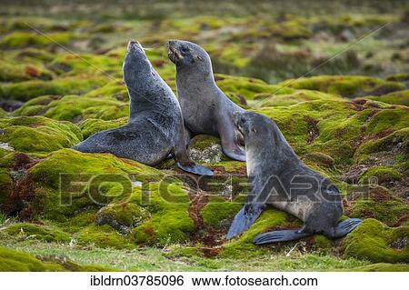 "Antarctic Fur Seals (Arctocephalus gazella) fighting for a site, Salisbury Plain, South Georgia and the South Sandwich Islands, United Kingdom, Antarctica" View Large Photo Image Stock Photograph - "Antarctic Fur Seals (Arctocephalus gazella) fighting for a site, Salisbury Plain, South Georgia and the South Sandwich Islands, United Kingdom, Antarctica". Fotosearch