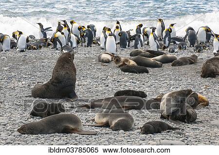 "Antarctic Fur Seals (Arctocephalus gazella), bull with his harem on the beach, Salisbury Plain, South Georgia and the South Sandwich Islands, United Kingdom, Antarctica" View Large Photo Image Stock Photography - "Antarctic Fur Seals (Arctocephalus gazella), bull with his harem on the beach, Salisbury Plain, South Georgia and the South Sandwich Islands, United Kingdom, Antarctica". Fotosearch