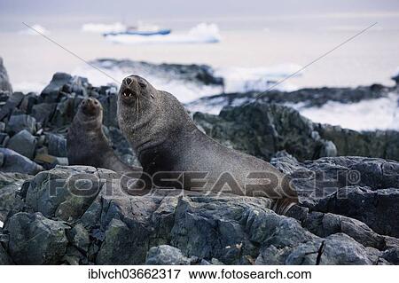 "Antarctic Fur Seals (Arctoephalus gazella), Antarctica" View Large Photo Image Stock Photo - "Antarctic Fur Seals (Arctoephalus gazella), Antarctica". Fotosearch