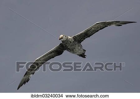 Picture - "Antarctic Giant Petrel or Giant Fulmar (Macronectes giganteus) in flight, Stromness, South Georgia and the South Sandwich Islands, United Kingdom, Antarctica". Fotosearch