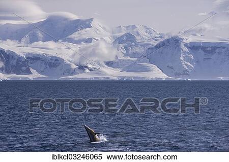 "Antarctic minke whale or southern minke whale (Balaenoptera bonaerensis), breaching, Gerlache Strait, Antarctic Peninsula, Antarctica" View Large Photo Image Stock Photography - "Antarctic minke whale or southern minke whale (Balaenoptera bonaerensis), breaching, Gerlache Strait, Antarctic Peninsula, Antarctica". Fotosearch