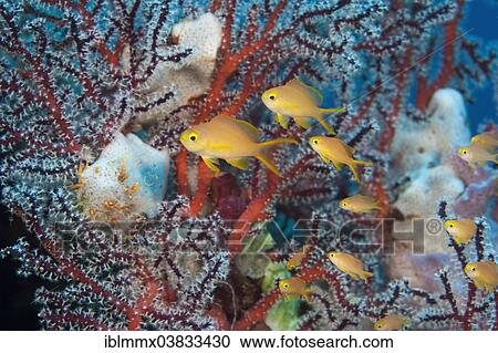 "Anthias (Anthiinae) in a coral reef, Australia, Oceania" View Large Photo Image Stock Image - "Anthias (Anthiinae) in a coral reef, Australia, Oceania". Fotosearch