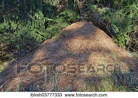 Stock Image - "Anthill of the Big Red Wood Ant (Formica rufa), Tyrol, Austria, Europe". Fotosearch