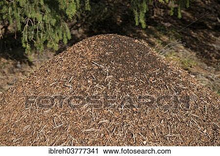 "Anthill of the Big Red Wood Ant (Formica rufa), Tyrol, Austria, Europe" View Large Photo Image Stock Image - "Anthill of the Big Red Wood Ant (Formica rufa), Tyrol, Austria, Europe". Fotosearch