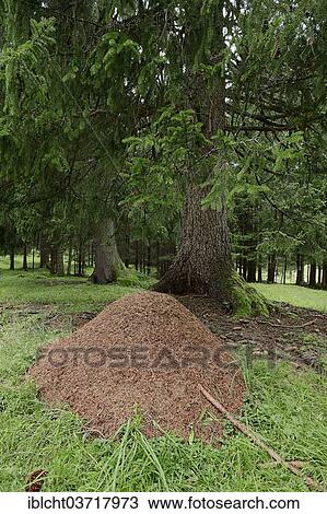 "Anthills of the Red Wood Ant (Formica rufa) in a forest, North Rhine-Westphalia, Germany, Europe" View Large Photo Image Stock Image - "Anthills of the Red Wood Ant (Formica rufa) in a forest, North Rhine-Westphalia, Germany, Europe". Fotosearch