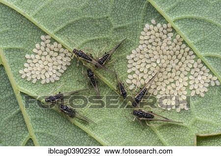 "Aphids (Aphidina), adults and young on the underside of a Sycamore Maple leaf (Acer pseudoplatanus), Hesse, Germany, Europe" View Large Photo Image Stock Image - "Aphids (Aphidina), adults and young on the underside of a Sycamore Maple leaf (Acer pseudoplatanus), Hesse, Germany, Europe". Fotosearch