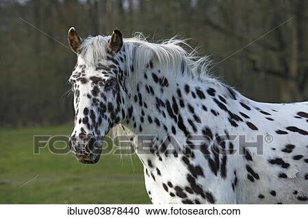 "Appaloosa horse, spotted coat, portrait" View Large Photo Image Stock Image - "Appaloosa horse, spotted coat, portrait". Fotosearch